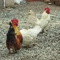 مرغ و خروس مینیاتوری|حیوانات مزرعه|ثمرین, |دیوار