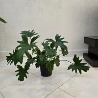 گل برگ انجیری|گل و گیاه طبیعی|اصفهان, باغ دریاچه|دیوار
