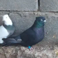 کبوتر معاوضه