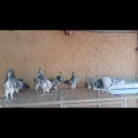 دمگیر خرقه