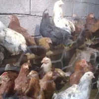 جوجه مرغ و خروس ۶ ماهه