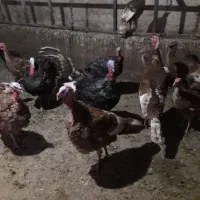 بوقلمون نر و ماده|حیوانات مزرعه|چاراویماق, |دیوار