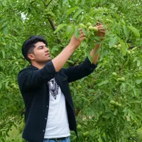 نهال گردو پربار با ارسال به سراسر ایران