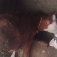 دوتا ماده سیمینتال|حیوانات مزرعه|شادیان, |دیوار