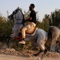 نریان زیبا و سواری دار سن ۶به ۷