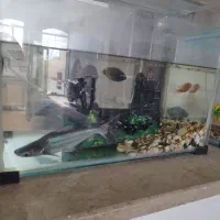 دو عدد آکواریوم|ماهی|فسا, |دیوار