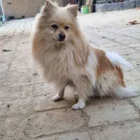 واگذاری پاپی پامر