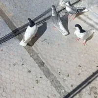 کبوتر|پرنده|خرمدشت, |دیوار
