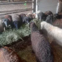 تعداد ۱۳راس بره|حیوانات مزرعه|پیشوا, |دیوار