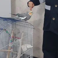 عروس