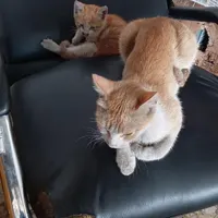 پیچاکوته