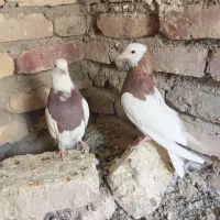 کبوتر|پرنده|زابل, |دیوار