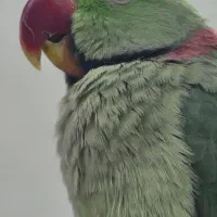 طوطی گمشده