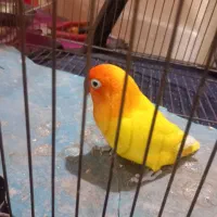 طوطی کوتوله بریزیلی