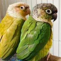 گرینچیک برزیلی ملنگو