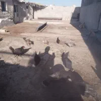 فروش مرغ محلی اصل جوان تخم گزار