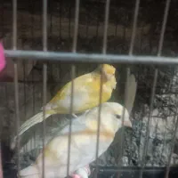 سلام قناری بازان عزیز  دل