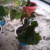 گل و گیاه|گل و گیاه طبیعی|سقز, |دیوار