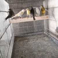 ۲۵ عددقناری درجه یک|پرنده|نهاوند, |دیوار