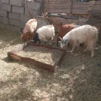 شش عدد کهره