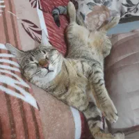 گربه مادهdsh|گربه|رودهن, |دیوار