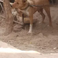 سگ نگهبان|سگ|گنبکی, |دیوار