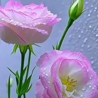 نگهداری از سالمند و کودک و سرایداری