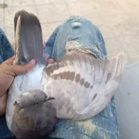 کفتر جوجه‌ریحونی
