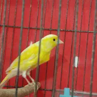 قناری نر و ماده|پرنده|شیراز, کوشک میدان|دیوار