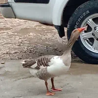 غاز|حیوانات مزرعه|چیتاب, |دیوار