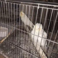 جفت عروس هلندی|پرنده|تهران, شهید رجایی|دیوار