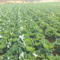 کلم پیچ سفید صادراتی