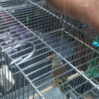 سره قناری اوستا لرفلوتی