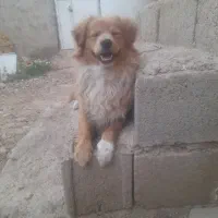 واگذاری سگ پاکوتاه