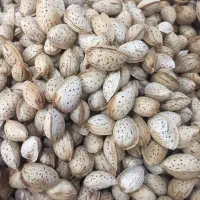 خریدار بادام محب یا پوست کاغذی نقدی