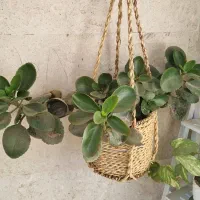 انواع گل ها|گل و گیاه طبیعی|مشهد, هنرستان|دیوار