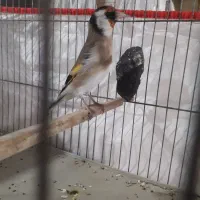 سهره ماده تازه تخت،زاده قفس نشانه دار