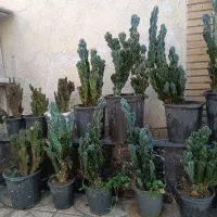 گل کاکتوس صخره ای|گل و گیاه طبیعی|اندیشه, اندیشه فاز ۵|دیوار