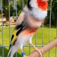 جوجه سره و  سره قناری بخون  دهندار