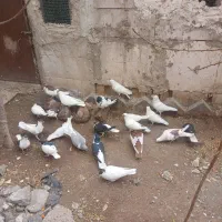 یاهی خوشرنگ