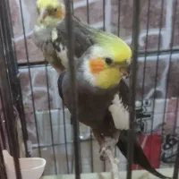 یک جفت عروس هلندی همراه با تخم