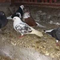 یک جفتکفتر دم چتر دو جفت زینتی چنتا پرشی ضمانتی|پرنده|رویان, |دیوار