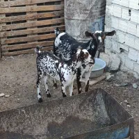 کهره نقشی با بچه نر