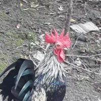 خروس مینیاتوری|حیوانات مزرعه|فریدونکنار, |دیوار