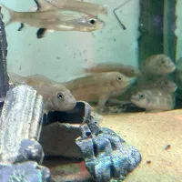 سیچیلاید کله شیری