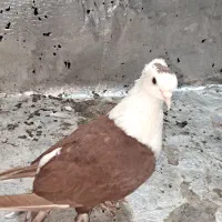 کربلایی سرخ کاکولی نر مست