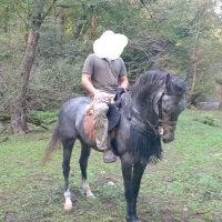 نریمان سه سال|اسب و تجهیزات اسبسواری|آمل, |دیوار