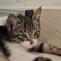 واگذاری بچه گربه رها شده