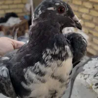 کبوتر سینه سفید نر|پرنده|شنبه و طسوج, |دیوار