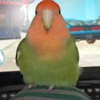 طوطی کوتوله برزیلی صورت هلویی|پرنده|گنبد کاووس, |دیوار